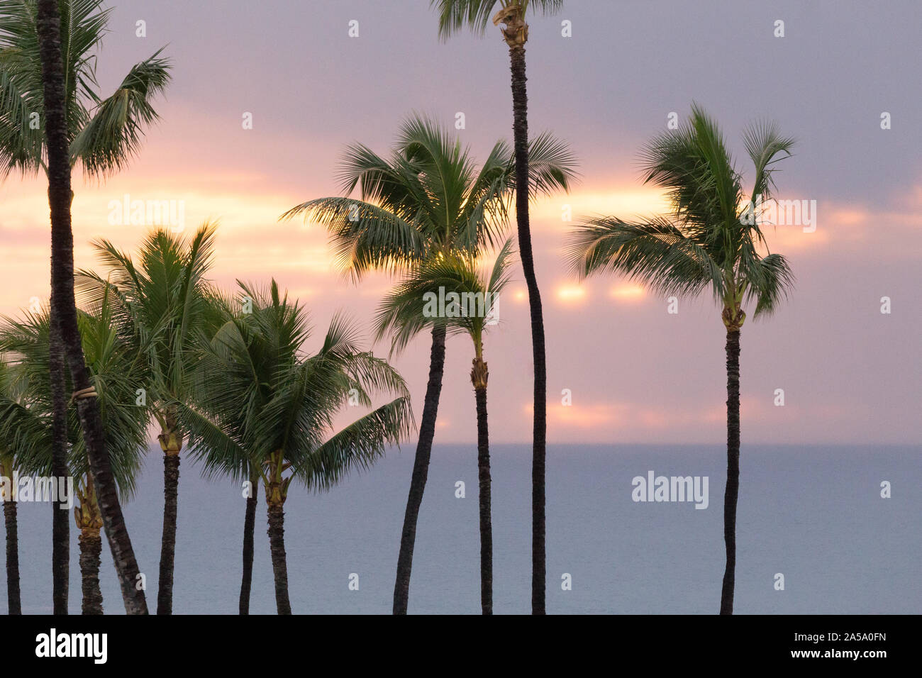 Sunset through tops of palm trees on Maui, Hawaii seen from balcony