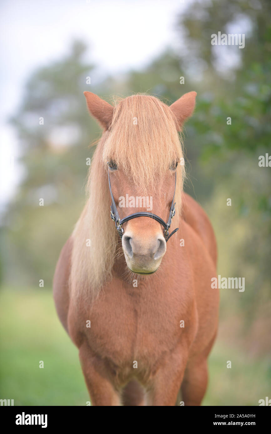 horse close-up Stock Photo