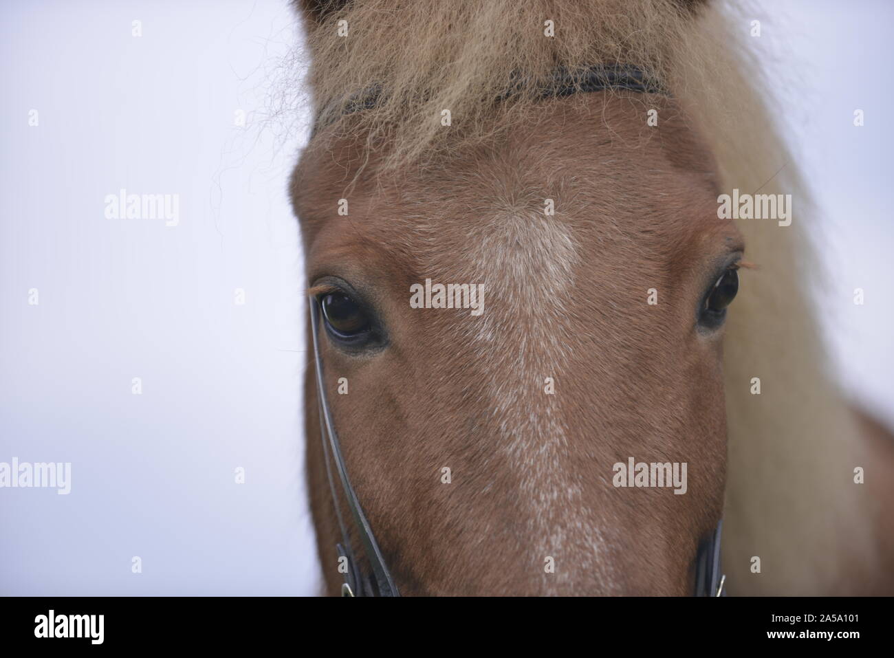 horse portrait Stock Photo
