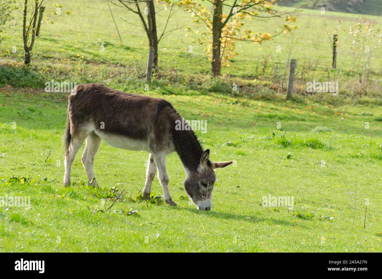 Domestic donkey hi-res stock photography and images - Alamy Domestic donkey hi-res stock photography and images - Alamy