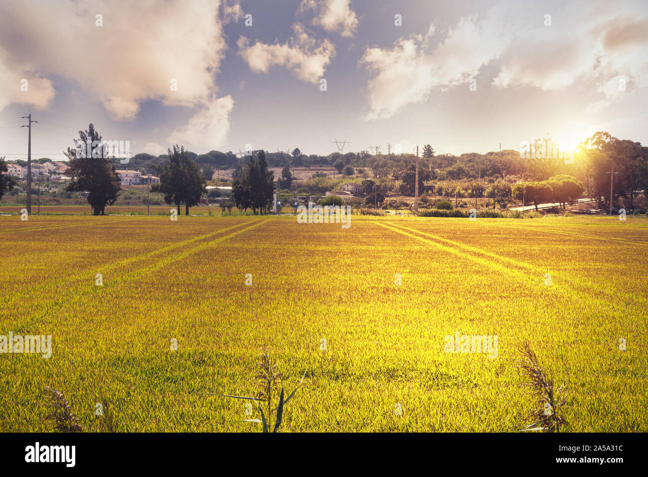 Golden Rice Field Scenery Beautiful golden rice field landscape hi-res stock photography and ...