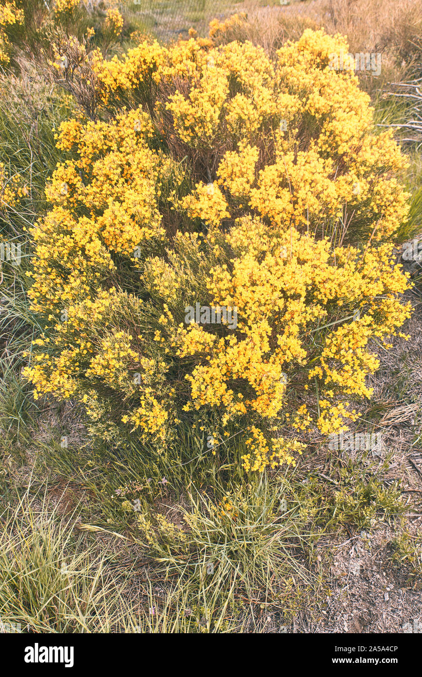 Cytisus oromediterraneus flowered shrub with yellow flowers. nature concept Stock Photo Alamy