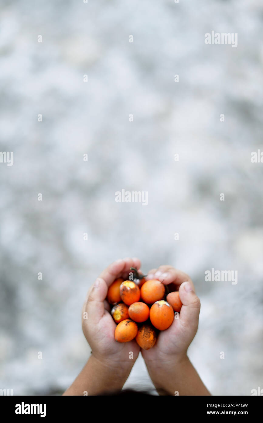 Bulletwood hi-res stock photography and images - Alamy