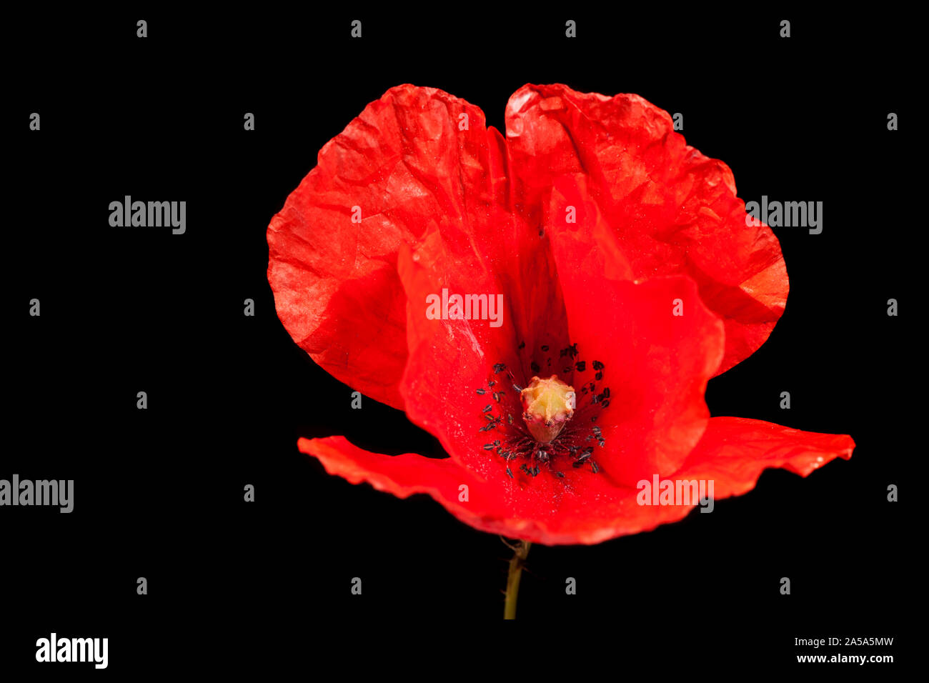 Side Studio Close-up of a single poppy (Papaver rhoeas) blossom with stems in front of black background. Stock Photo