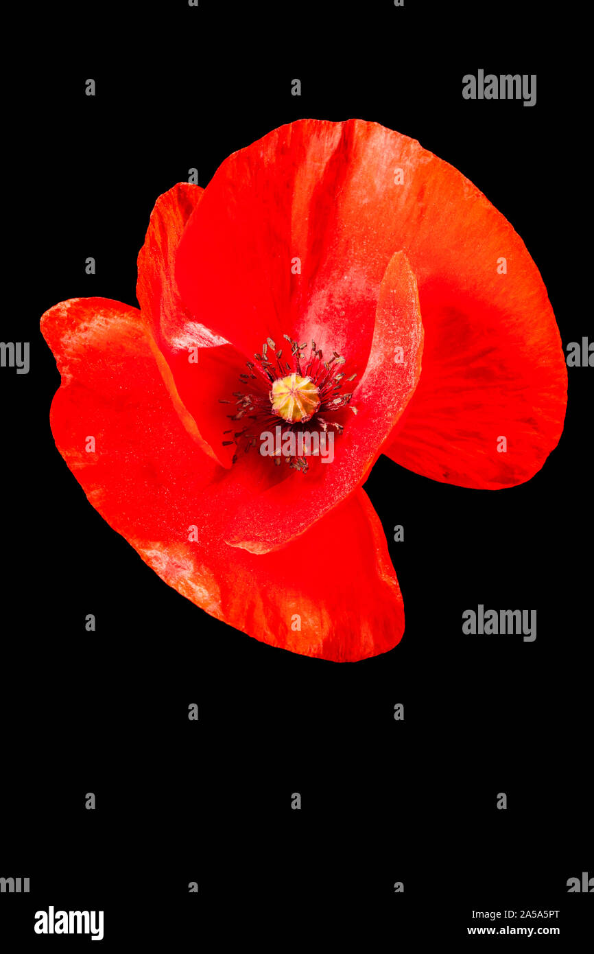 Studio close-up of a single poppy (Papaver rhoeas) blossom without stems in front of black background. Stock Photo