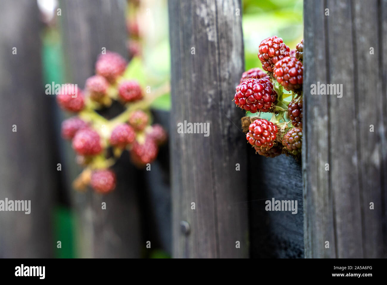 Blackberry plant fence hires stock photography and images Alamy