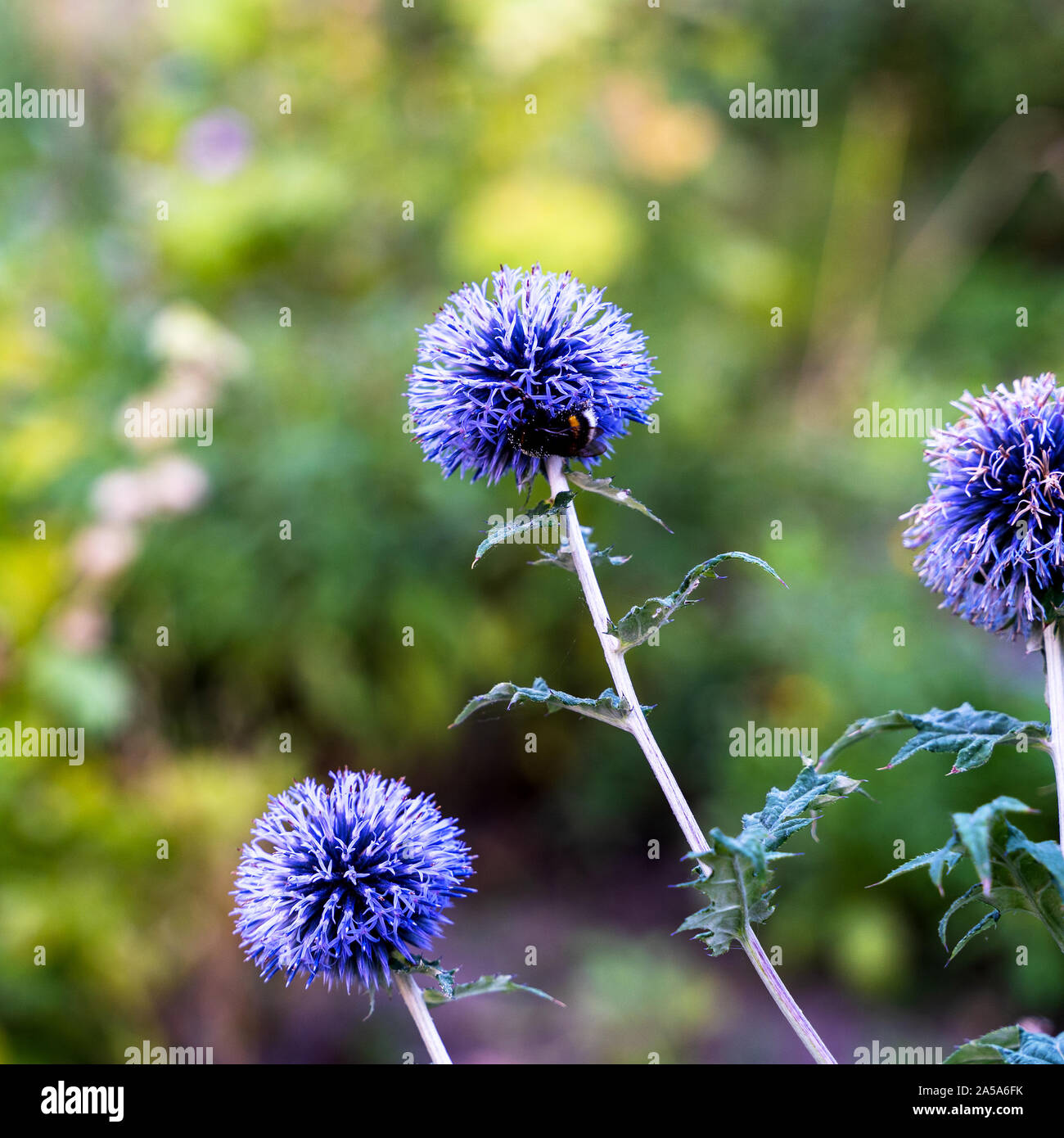 Globe thistle flowers during a nice summer evening attract insects, in this case a bumblebee looking for the nectar. Stock Photo