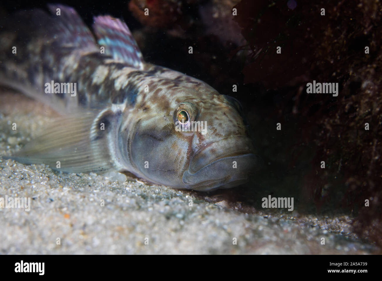 Barehead goby fish (Caffrogobius nudiceps) laying on the ocean floor. Stock Photo