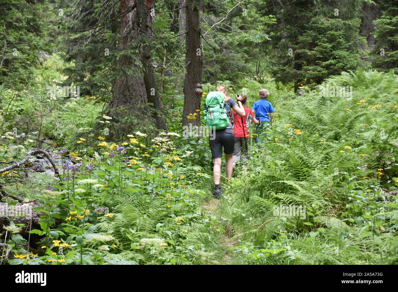 Family hiking in a lush green mountain forest overgrown with ferns and colorful flowers Stock