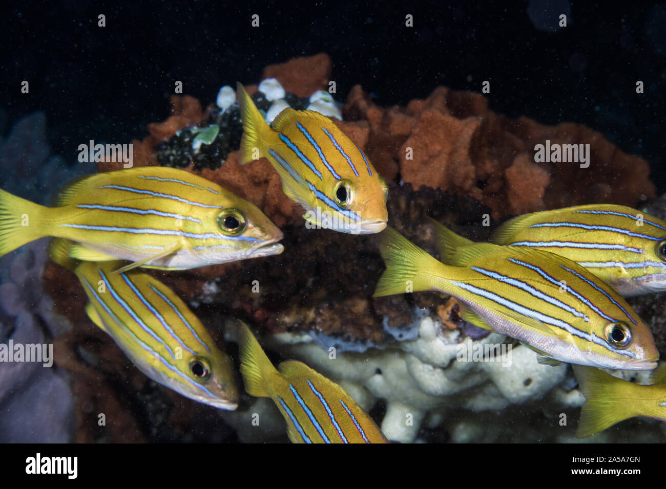 Bengal Snapper fish (Lutjanus bengalensis) bright yellow fish with four blue lines on the side of his body. Stock Photo
