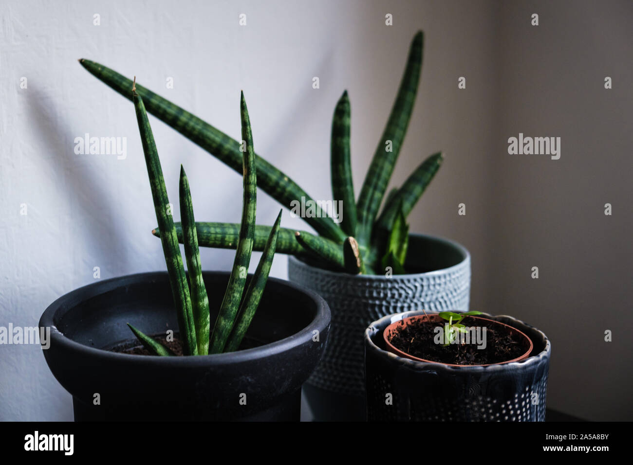big and small plant Stock Photo Alamy