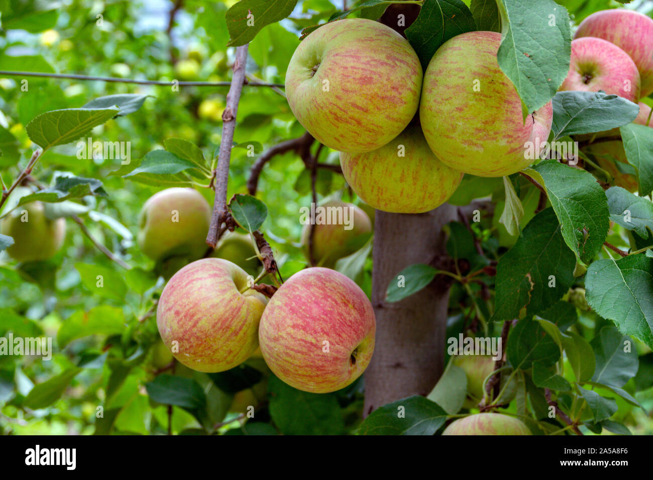 Apples, Fruit growing in orchards in the Trento region of Northern