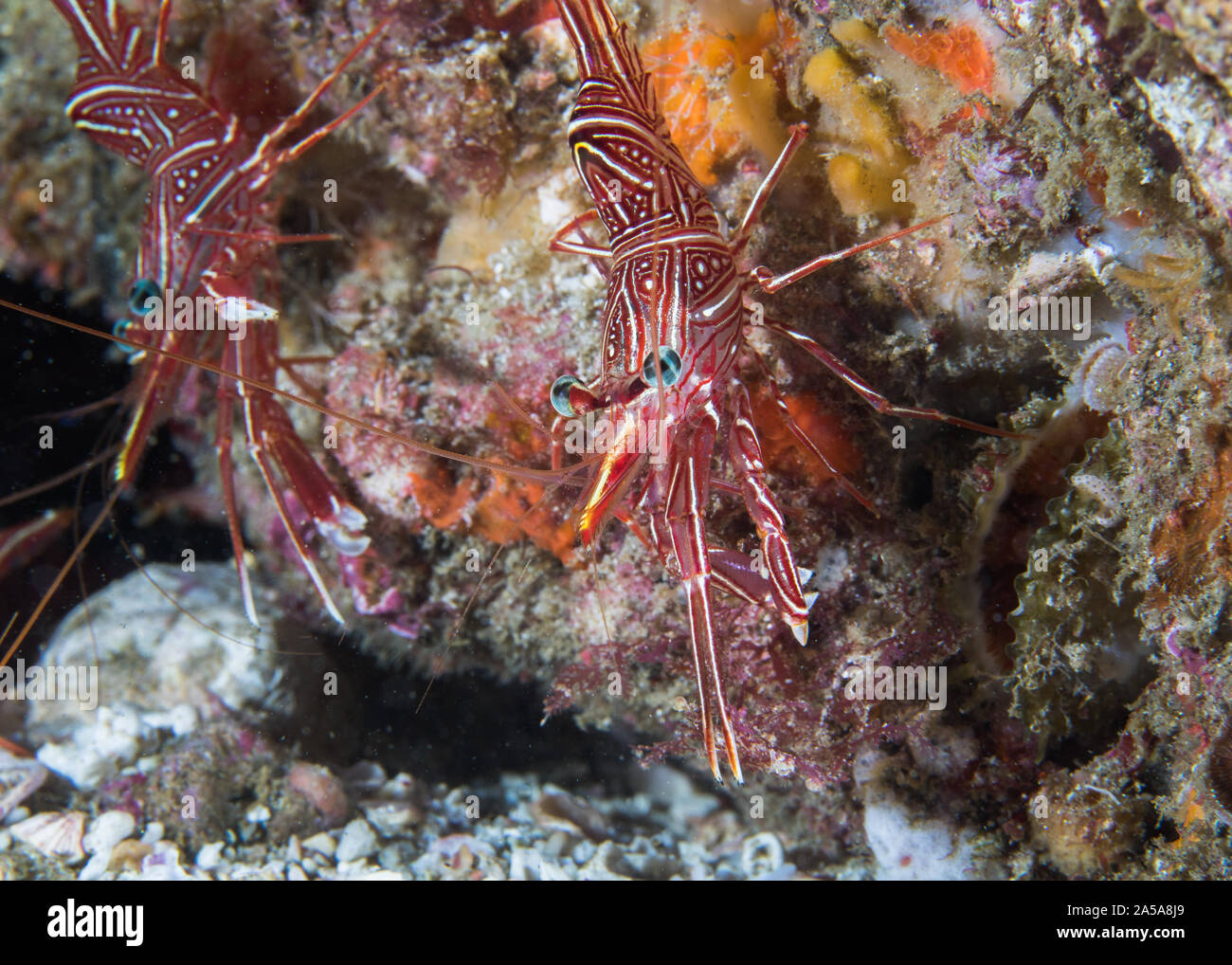 Camel hinge-beak shrimp or Dancing shrimp (Rhynchocinetes durbanensis) on the reef. Transparent body with red and white lines. Stock Photo
