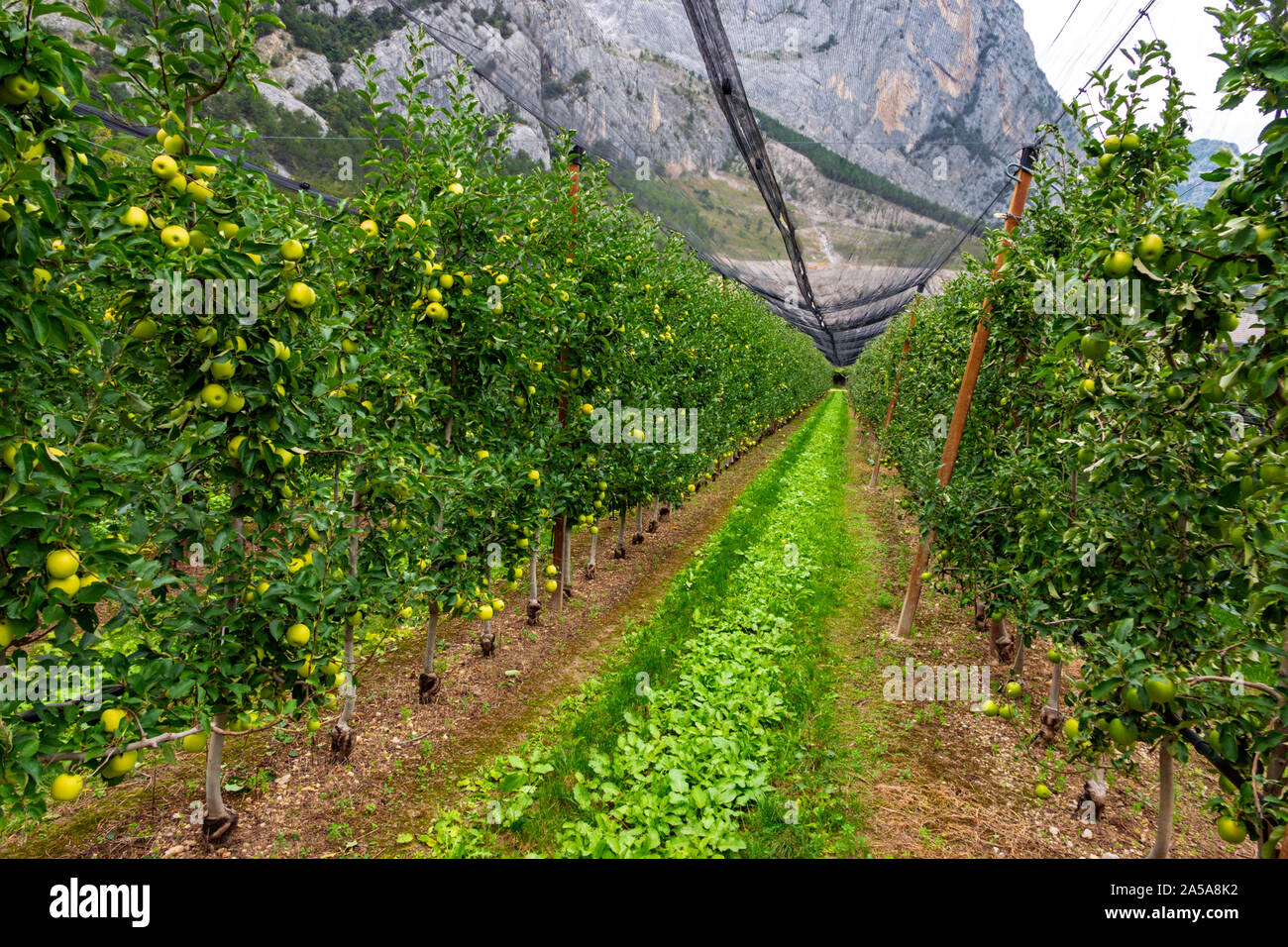 Apples, Fruit growing in orchards in the Trento region of Northern