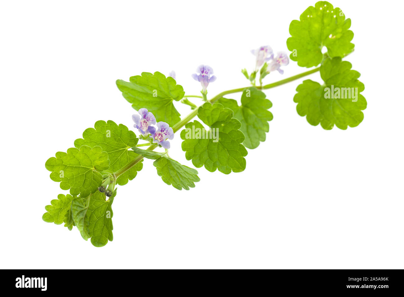 Ground ivy (Glechoma hederacea) lying on white background Stock Photo