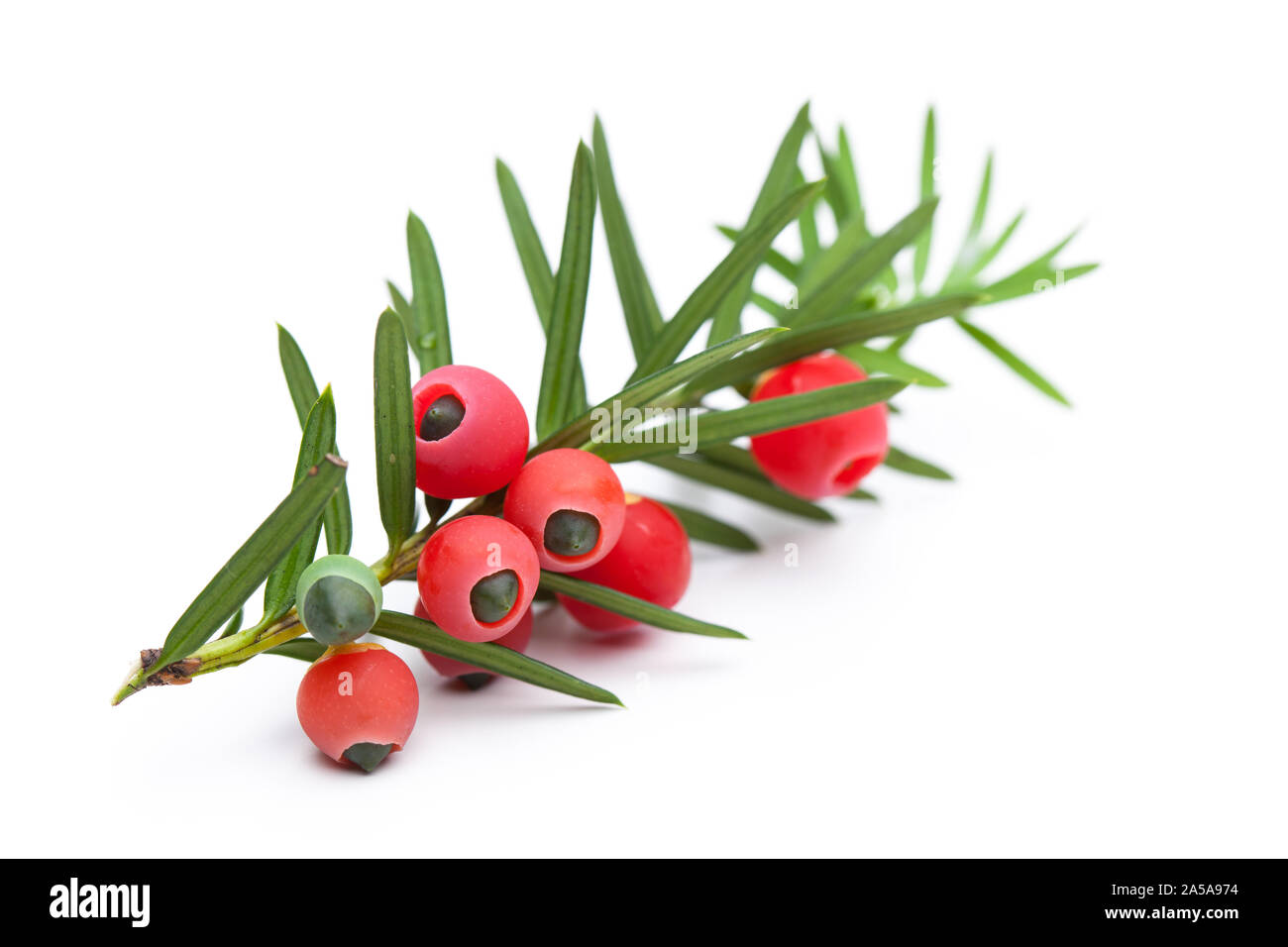 healing plants: Branch of a yew (Taxus baccata) with berries Stock Photo