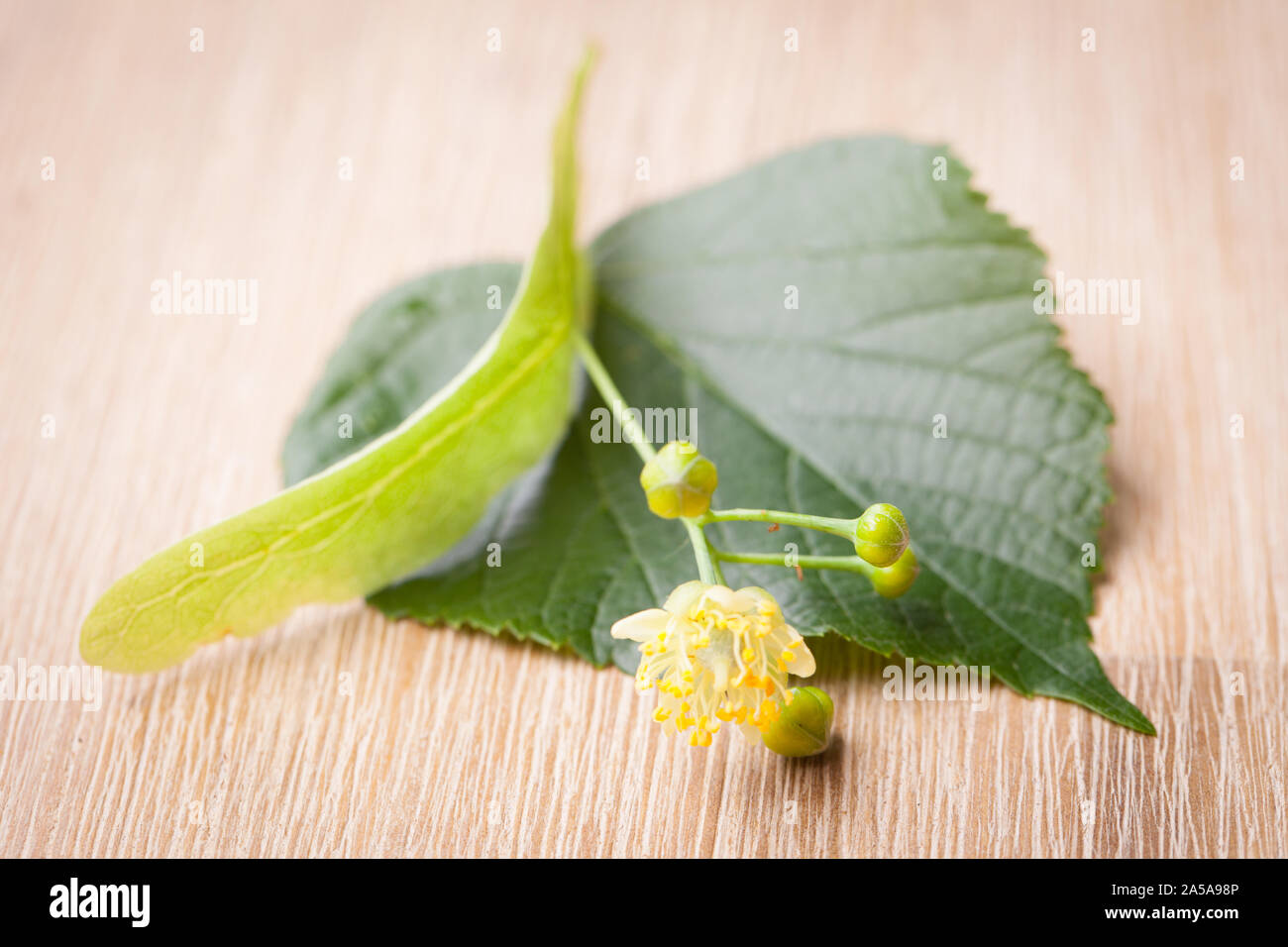 Lime blossom and leaf on wood Stock Photo