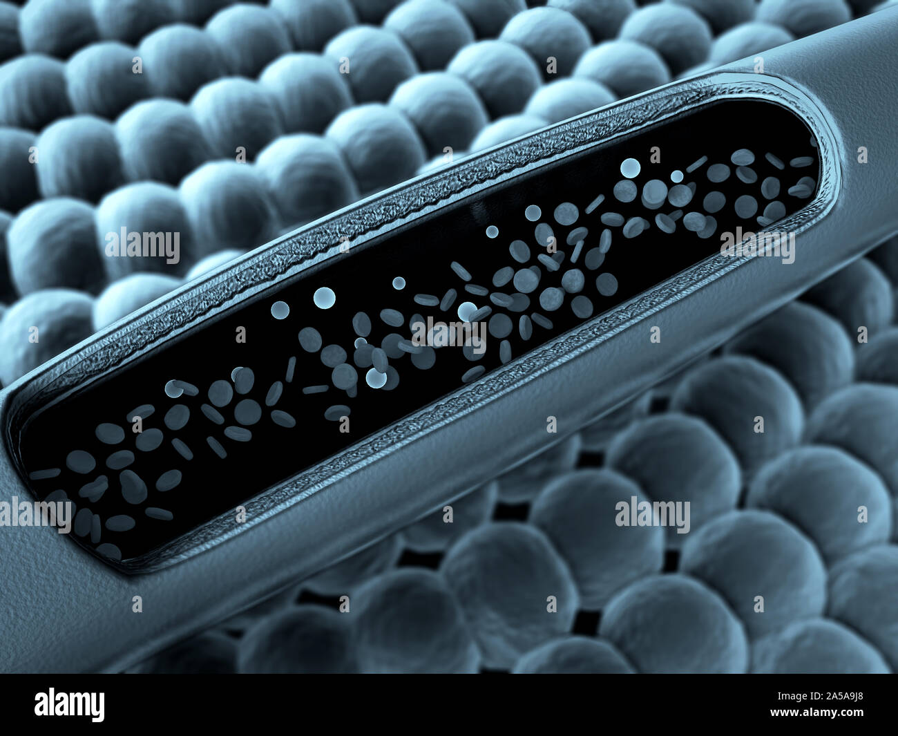 erythrocyte in the blood, inside the blood vessel, High quality 3d render of blood cells, Animation of Red Blood Cells Flowing Through Vein Stock Photo