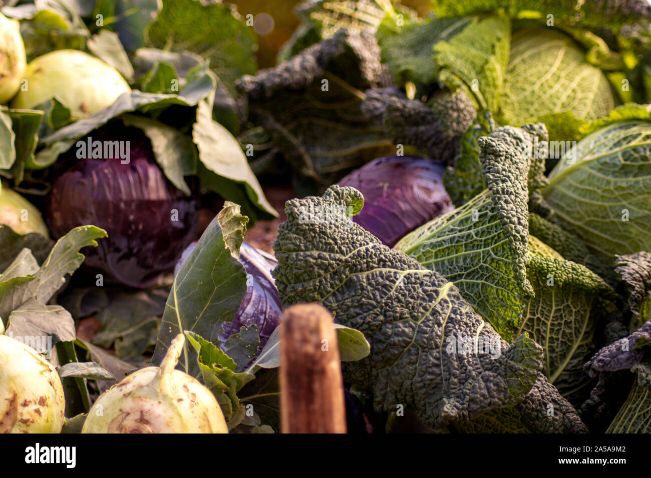 Autumn vegatables Stock Photo