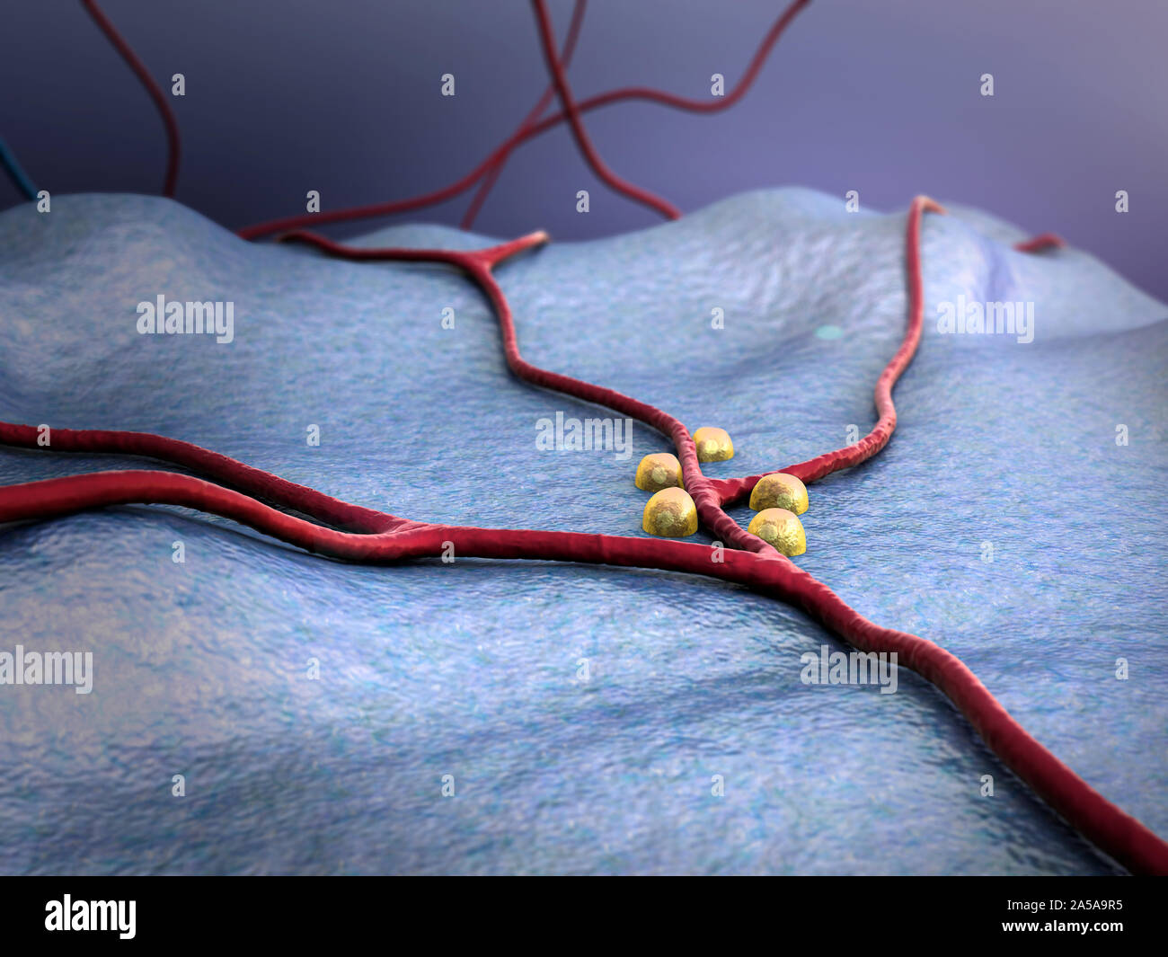 insulin and leukocytes inside the blood vessel Stock Photo Alamy