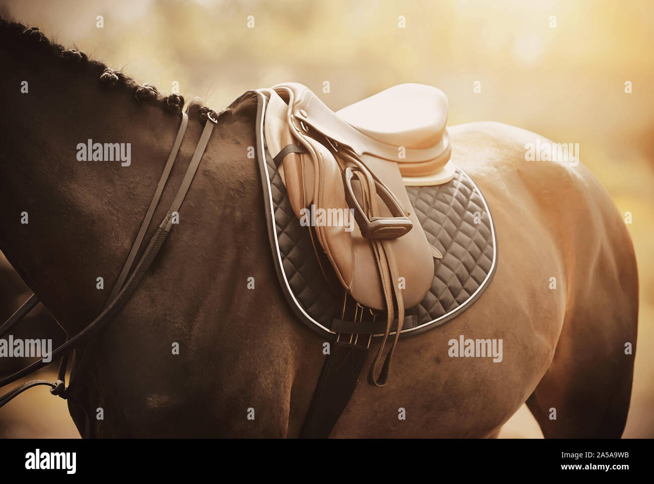 The back of a Bay horse, which is worn: saddle, saddlecloth and stirrup, which are illuminated by soft sunlight. Stock Photo