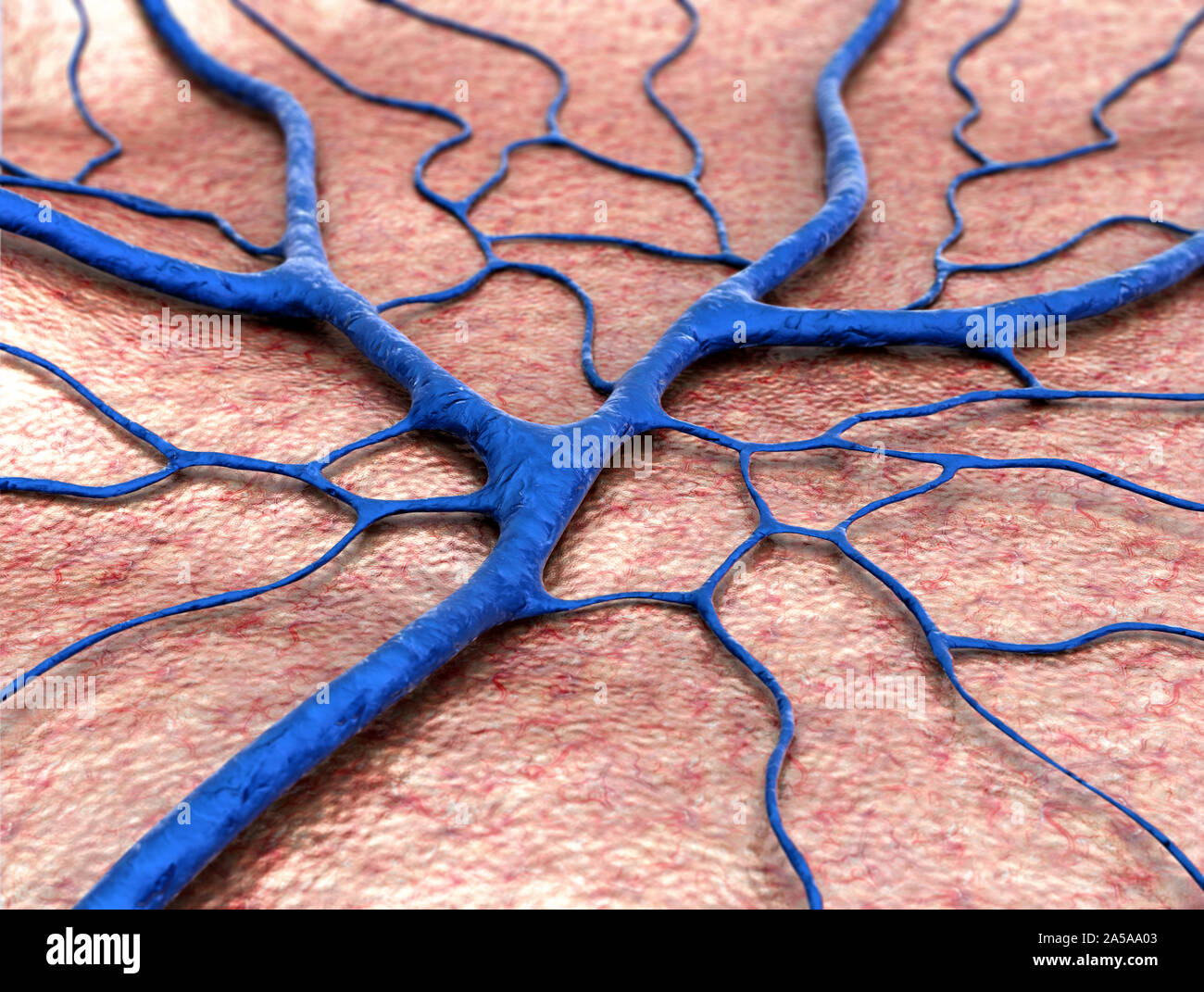 circulatory system, Capillary, blood vessel Stock Photo Alamy