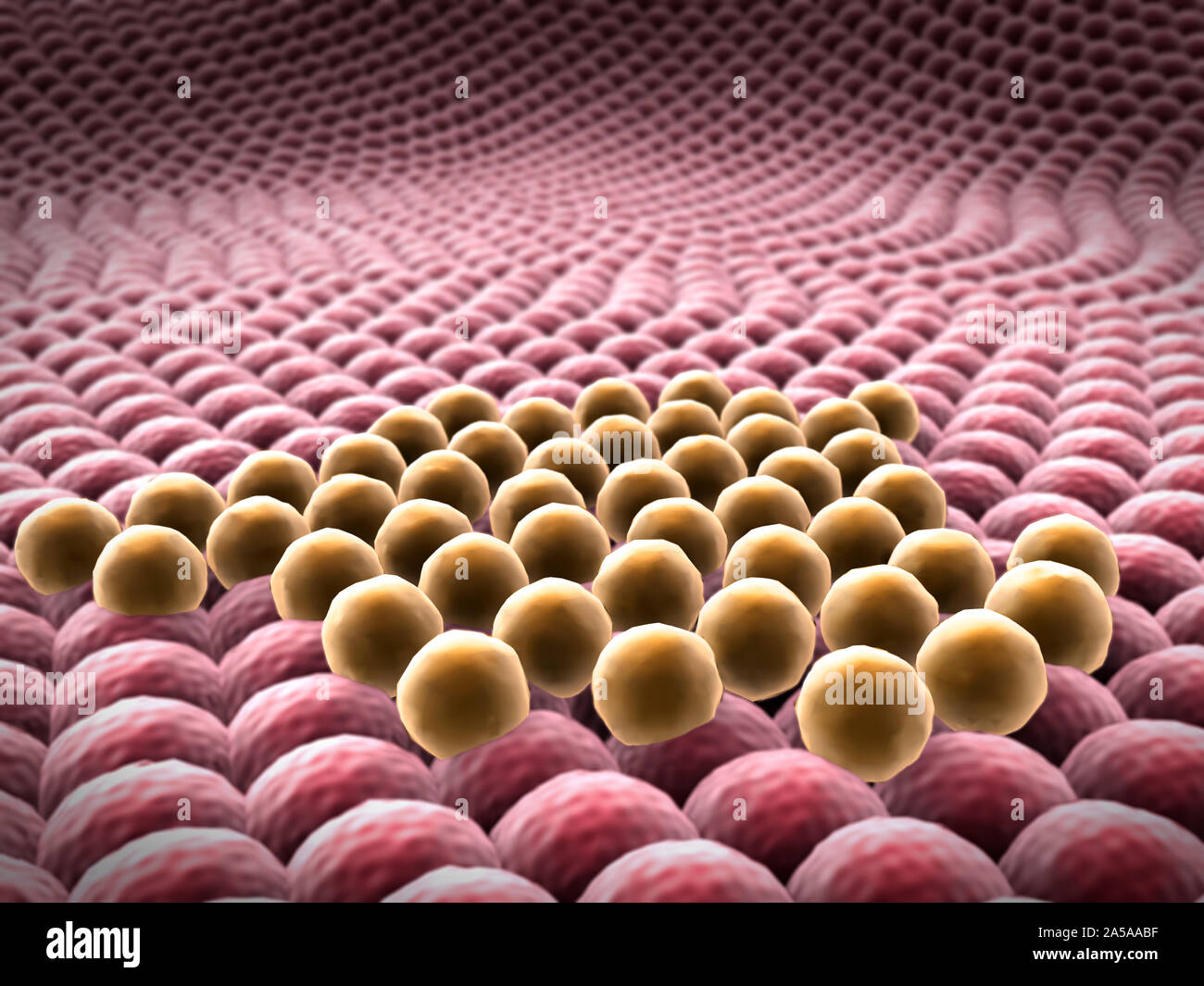 multiplication of cells, Microscopic image of cells, division of cancer cell Stock Photo