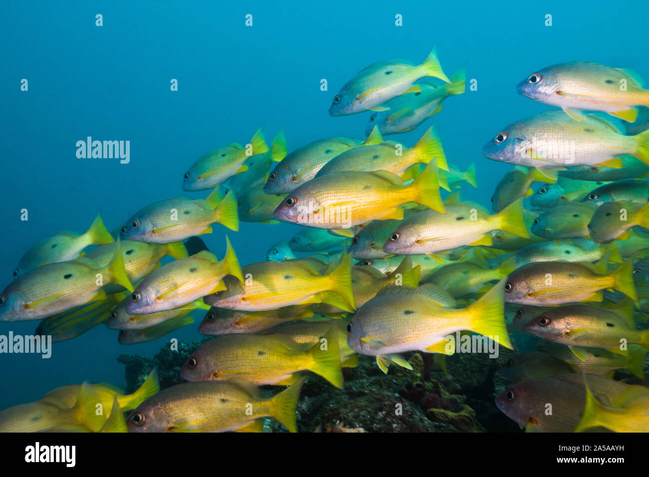 A school of Dory Snapper fish or Longspot snapper (Lutjanus fulviflamma). Bright yellow body with black spot. Stock Photo