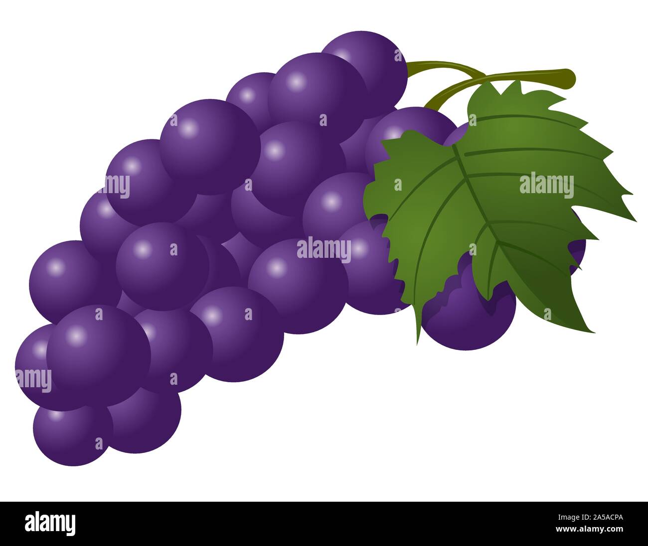 Fresh ripe red grape Stock Vector Images - Alamy