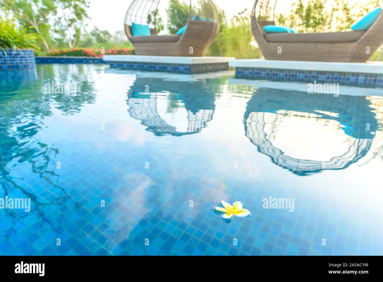 Fangipani Flower floating in a resort pool with daybeds and garden in the background glowing in the morning sunshine - Resort/vacation/travel concept Stock Photo