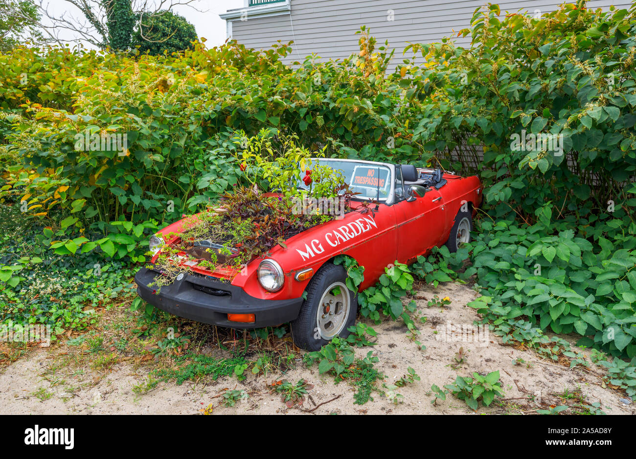 Dilapidated vintage MG car with plants growing from the engine on the beach outside a beach art gallery in Provincetown (P-Town), Cape Cod, MA, USA Stock Photo