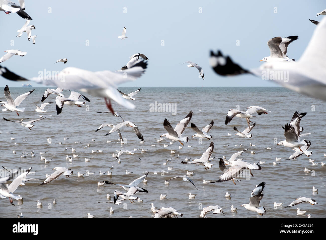 Closeup image of a flock of seagulls flying above the sea with blue sky ...