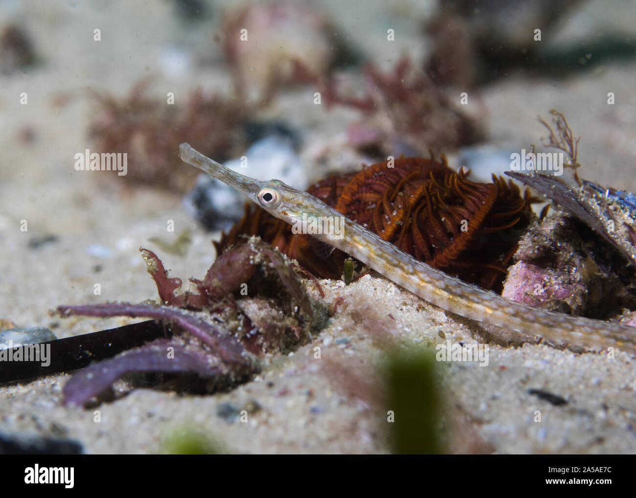 Longsnout pipefish (Syngnathus temminckii) on the ocean floor side view. Stock Photo