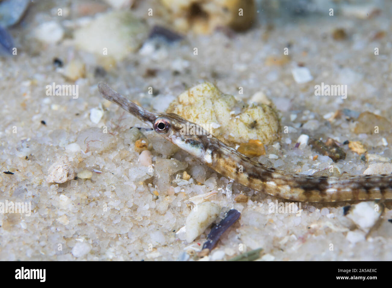 Longsnout pipefish (Syngnathus temminckii) on the ocean floor side view. Stock Photo