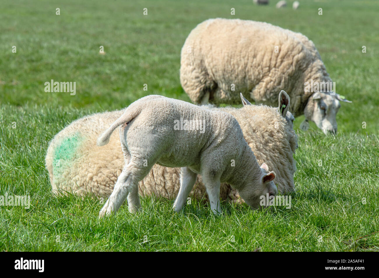 Mother Sheep And Lambs At Abcoude The Netherlands 2019 Stock Photo - Alamy