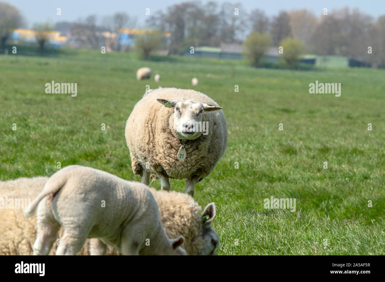 Mother Sheep And Lambs At Abcoude The Netherlands 2019 Stock Photo - Alamy