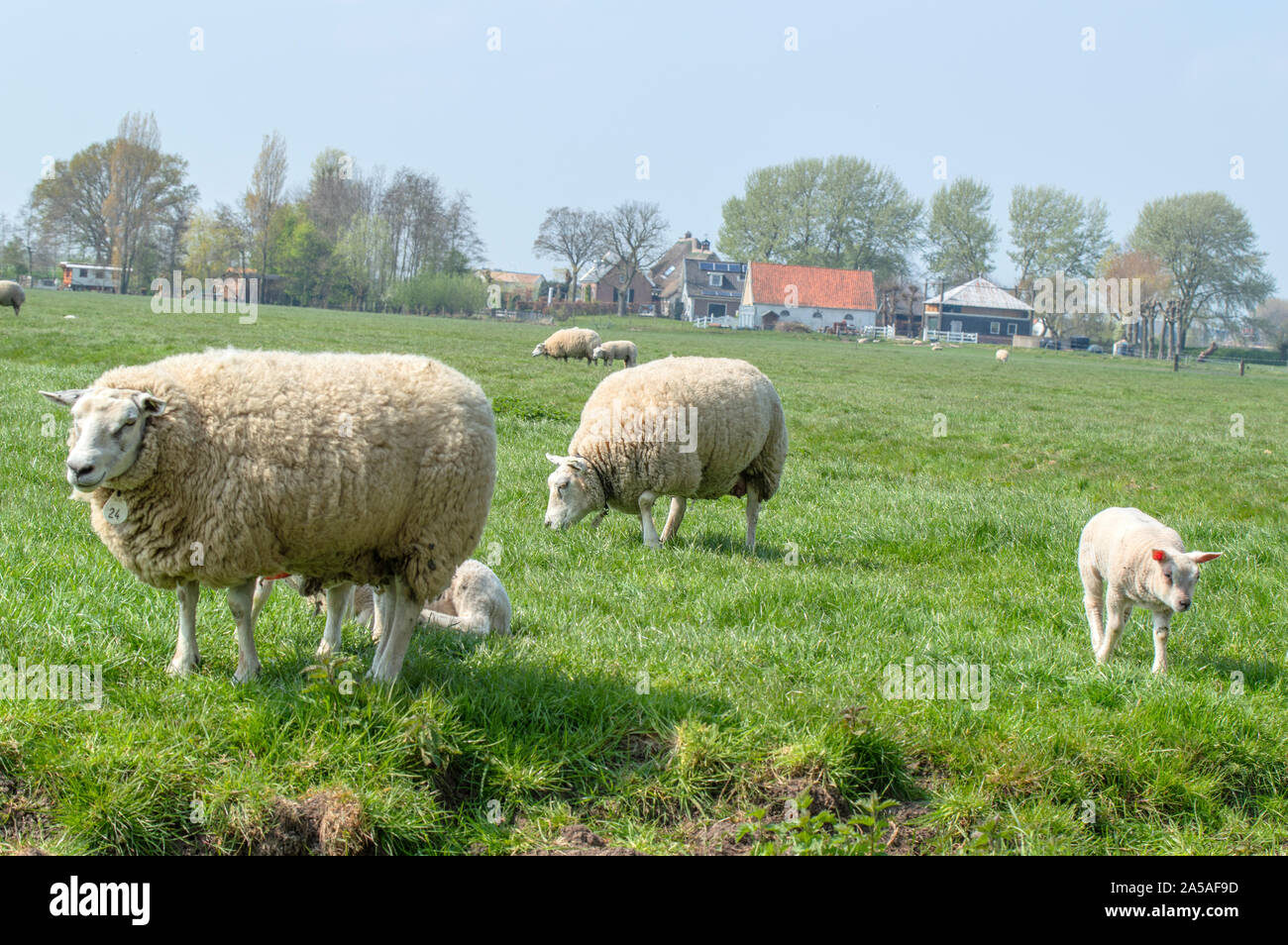 Mother Sheep And Lambs At Abcoude The Netherlands 2019 Stock Photo - Alamy