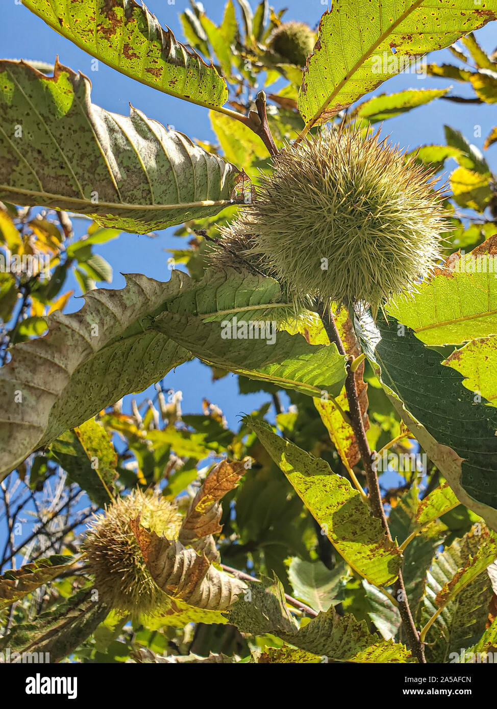Wild Chestnut tree on natural scenery, autumnal seasonal food ingredients  Stock Photo