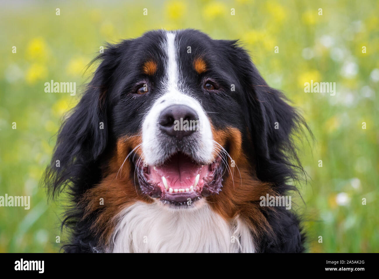 Portrait of a Bernese Mountain Dog (Berner Sennenhund) Stock Photo