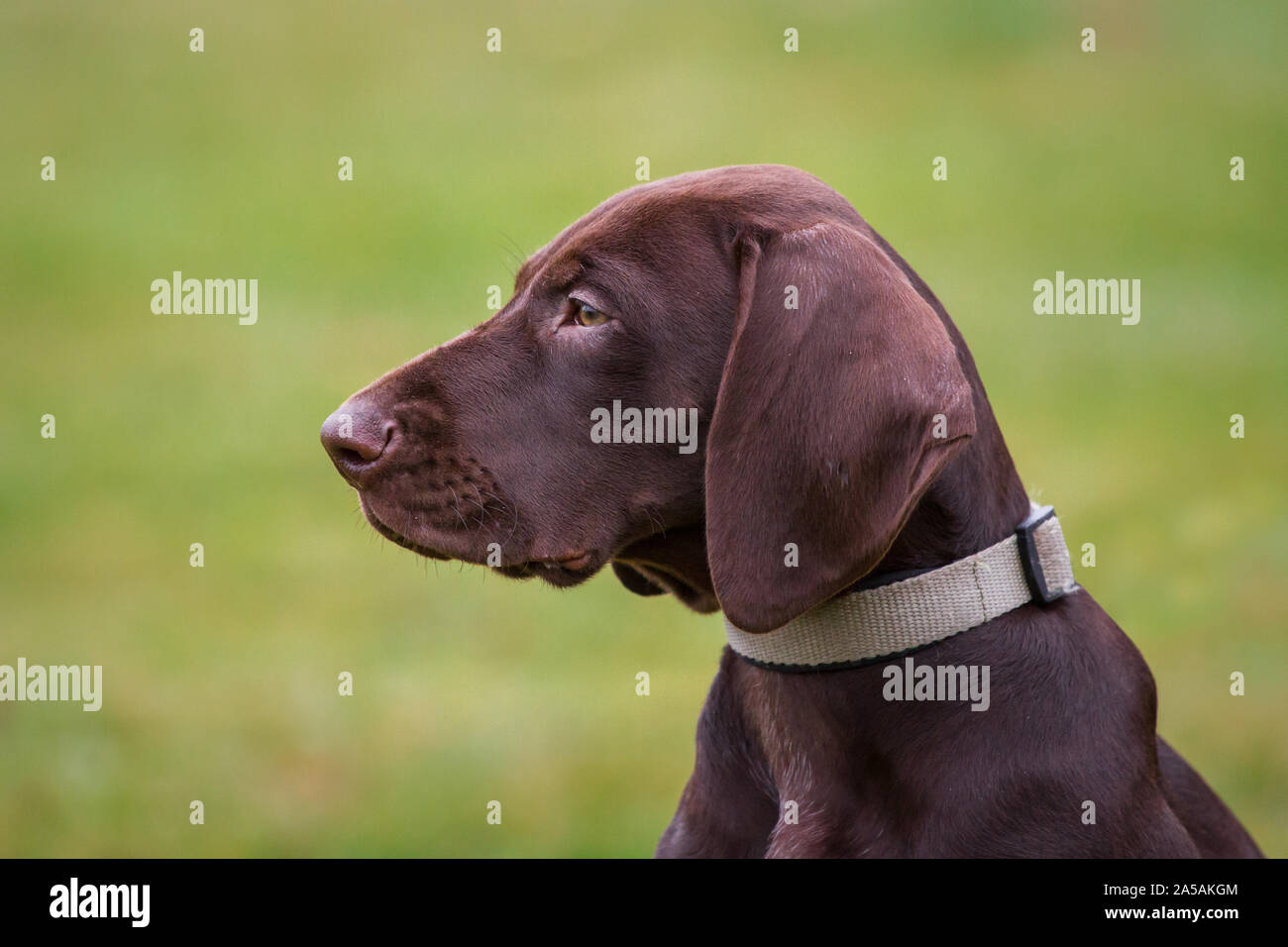 German Shorthaired Pointer puppy portrait Stock Photo
