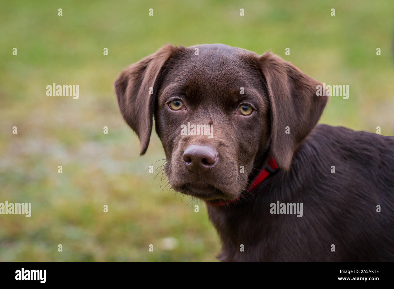 Portrait of a brown Labrador Retriever puppy Stock Photo