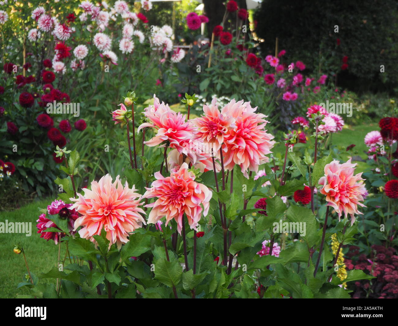 Dahlia variety Laybyrinth among the terraced plant borders at Chenies Manor Sunken garden, also Dahlias Fascination, Rebecca's World and Karma Choc. Stock Photo
