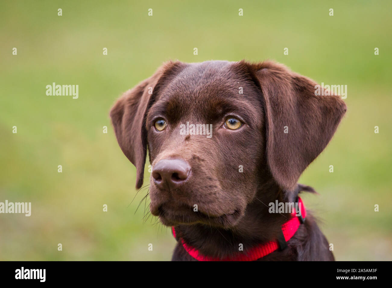 Portrait of a brown Labrador Retriever puppy Stock Photo