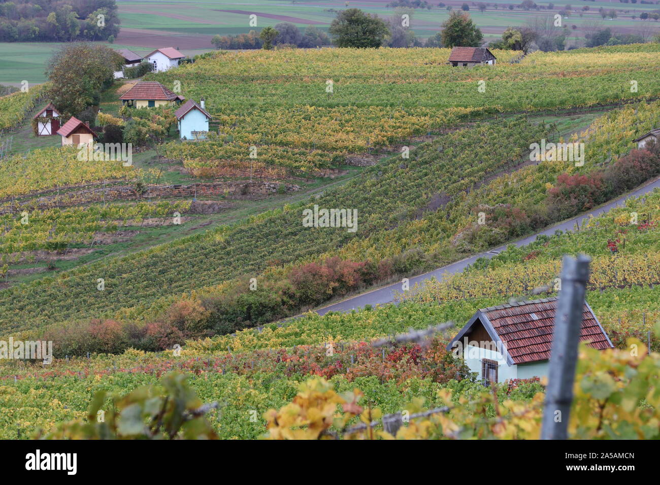 Autumn in the vineyard Stock Photo - Alamy