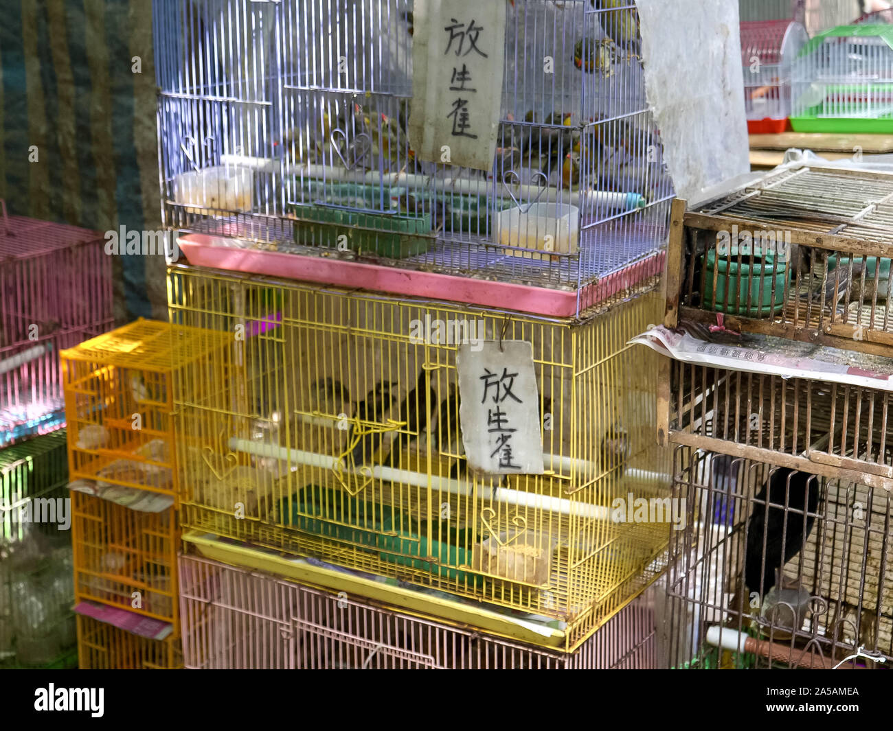 Pet shop in hong kong hires stock photography and images Alamy