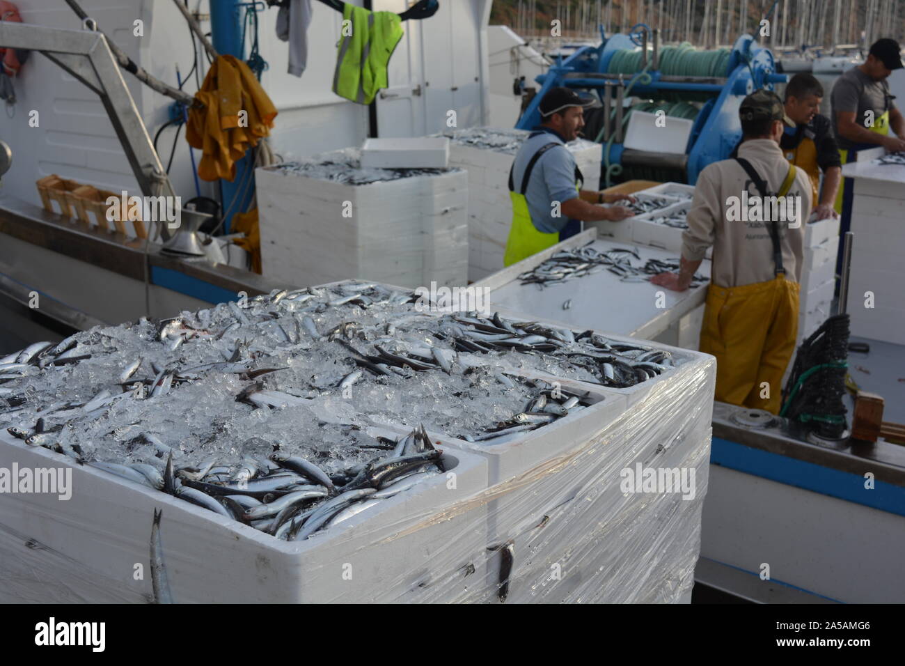 Unloading Freshly Caught Fish With A Transport Basket Stock Photo