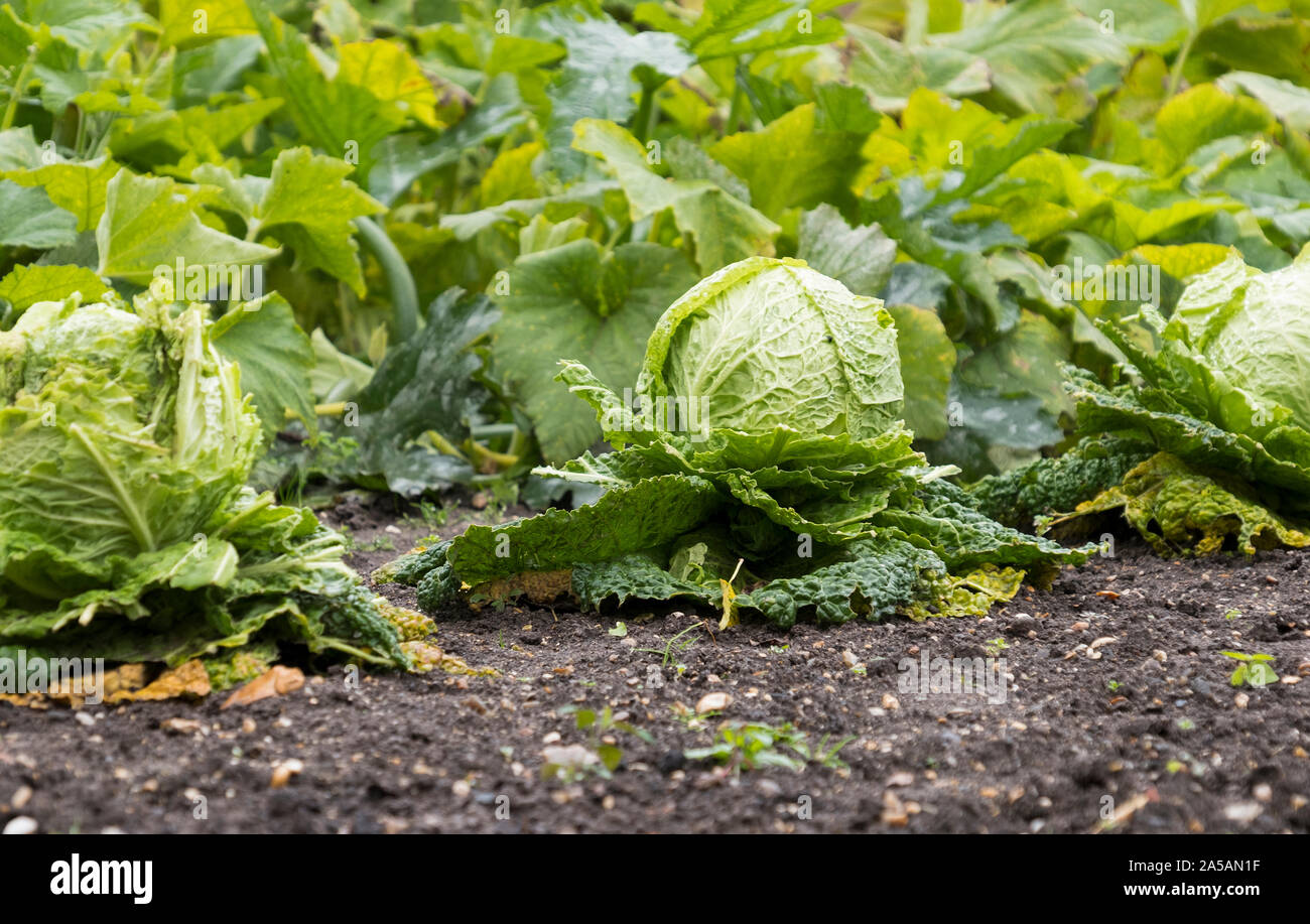 Cabbages growing in a vegetable patch Stock Photo Alamy