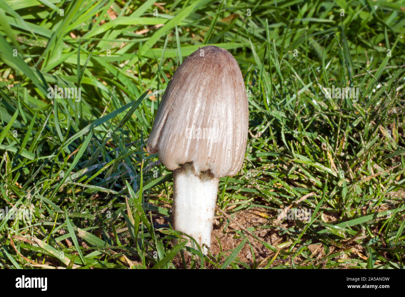Coprinopsis atramentaria (common ink cap) is a common fungus found in Europe and North America. It occurs in grassland and on disturbed ground. Stock Photo