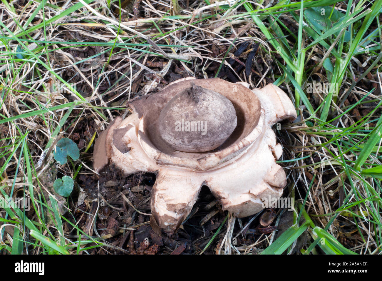 Geastrum triplex (collared earthstar) was here found at the base of a yew tree in a churchyard in North Wales. Stock Photo