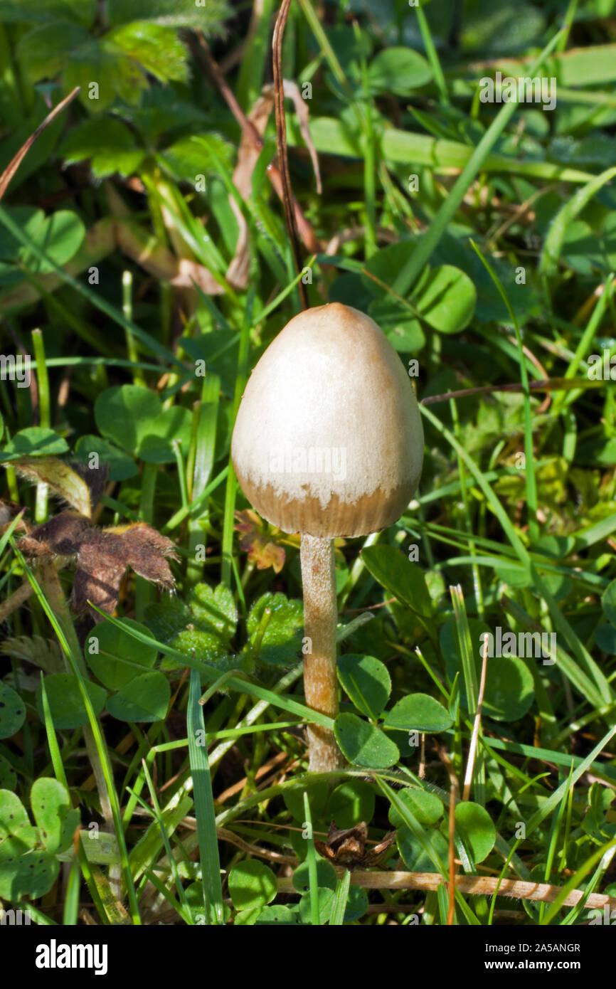 Psilocybe semilanceata (liberty cap) is a hallucinogenic fungus found in meadows and pastures. Stock Photo